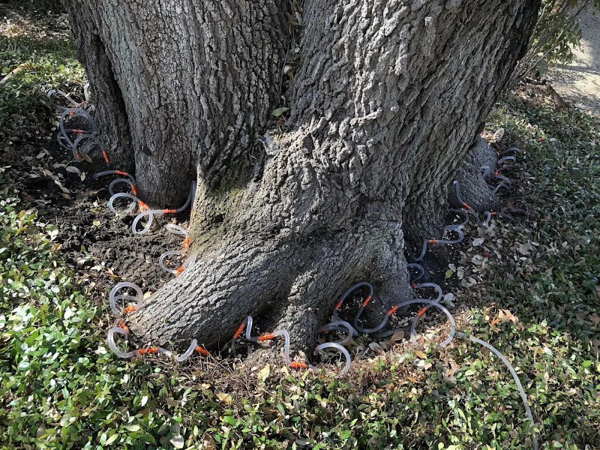 Detailed Tree Cabling and Bracing job site in Cissna Park